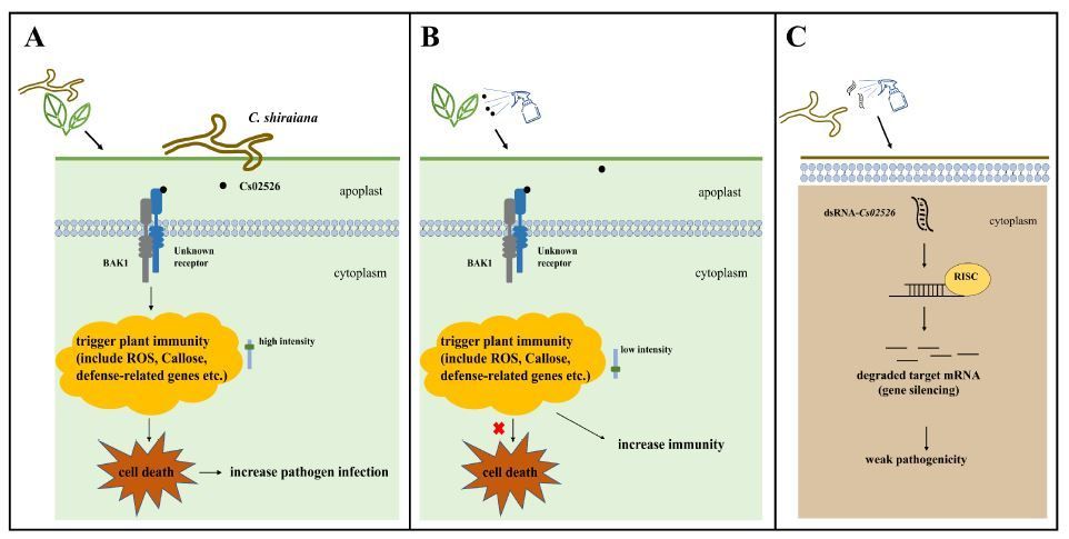 induces cell death and modulates plant immunity (Shuai Zhang, Ruolan Li, Wei Fan, Xuefei Chen, Shuman Liu, Panpan Zhu, Xiaohui Gu, Shuchang Wang, Aichun Zhao) buff.ly/4bKkFjX @ASPB #PlantSci