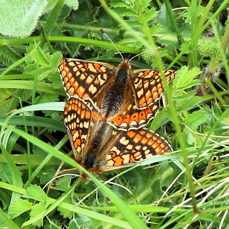 Very excited to see my first Marsh Fritillaries on the wing this afternoon. West Dorset. Sensational butterflies. @BC_Dorset @RichardFoxBC @martinswarren @savebutterflies @DorsetWildlife @nationaltrust