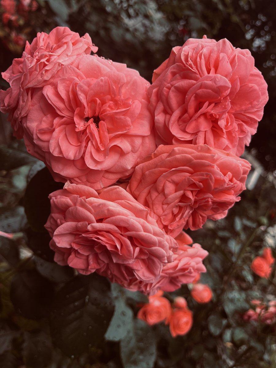 Utorkom…🤍🤍

Ljepota je skrivena u ocima promatraca…

#beautifulnature 
#roses