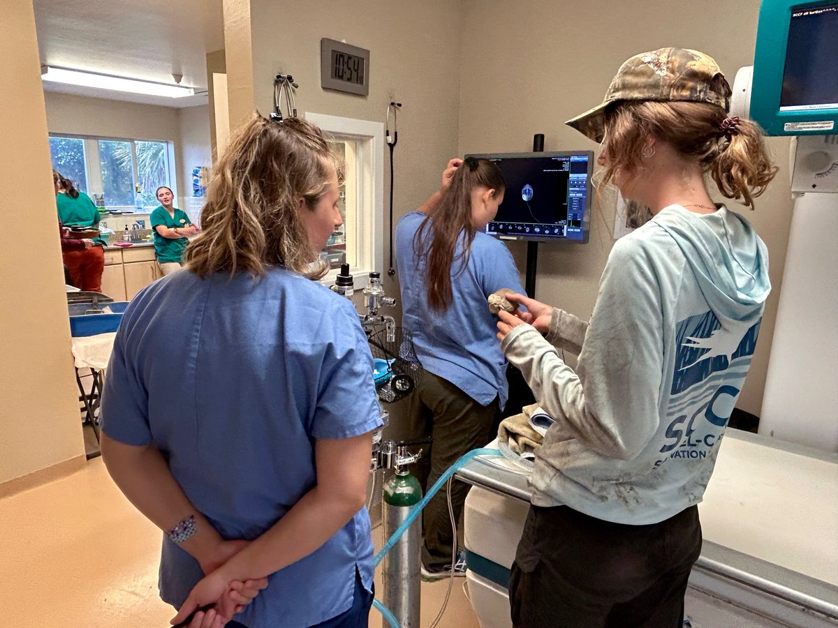 SCCF_SWFL's tweet photo. SCCF's partnership with @CROWClinic is essential to helping our biologists better understand Sanibel’s freshwater turtles! They recently helped us confirm that a female #mudturtle we monitor was carrying eggs. 🙏 https://t.co/QMo5elv4B4
