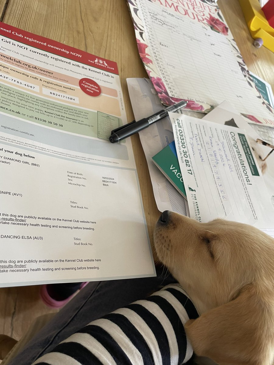 Our new stress buster ❤️🐶 #labrador #farmingfamily #distraction #love #pet #countryside