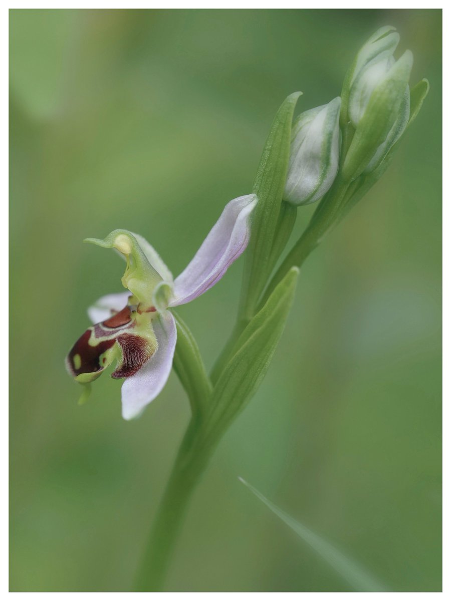 First Bee orchid of the year for me.