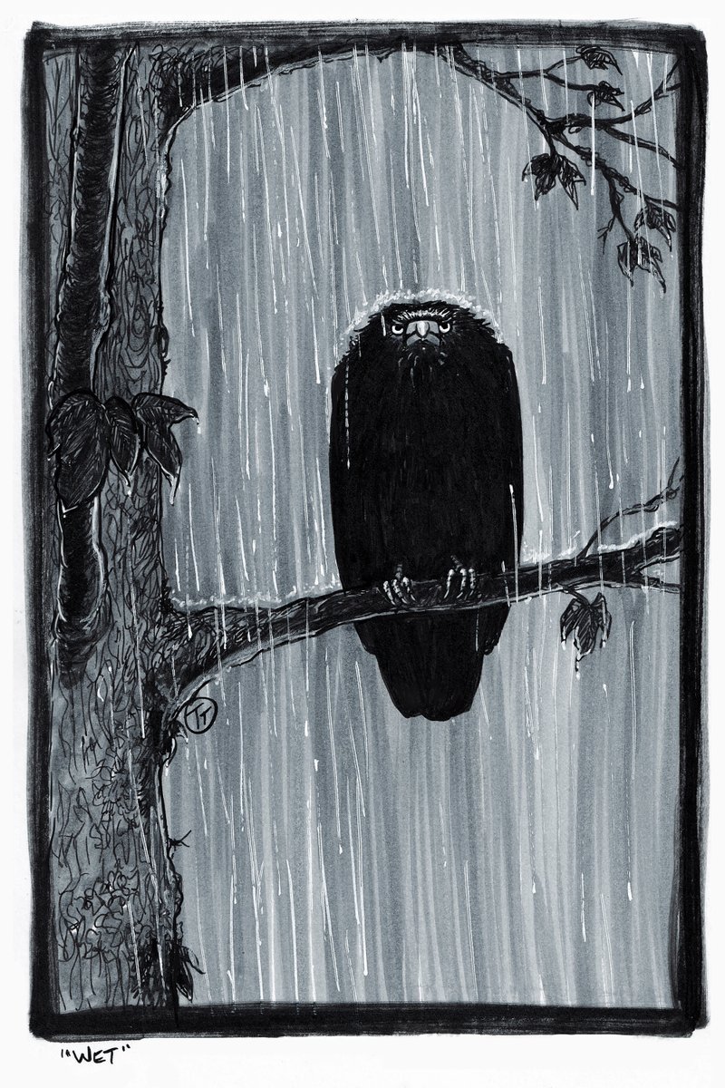 Saw a miserably wet crow sitting on a tree branch today. Had to draw him. Dejected rectangle... #crows #corvids #originalart #inkdrawing #birds