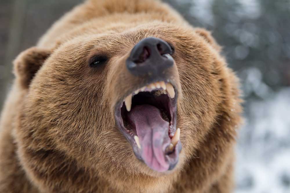 Is WA Grizzly Reintroduction Setting Up Inevitable Confrontation? dlvr.it/T7CBhh
