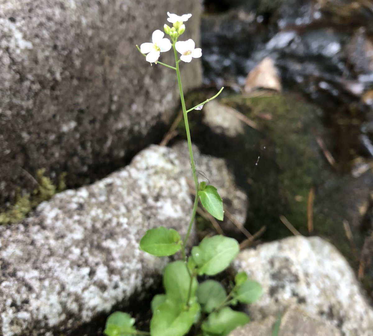 ant_dodd's tweet photo. Post-doc opportunity: Come and join us on a project investigating the role of the circadian clock in plant growth and development under natural conditions! Apply before 9 June @JohnInnesCentre #chronobiology https://t.co/S8b9tCHwIQ https://t.co/zXFGF9IYMt