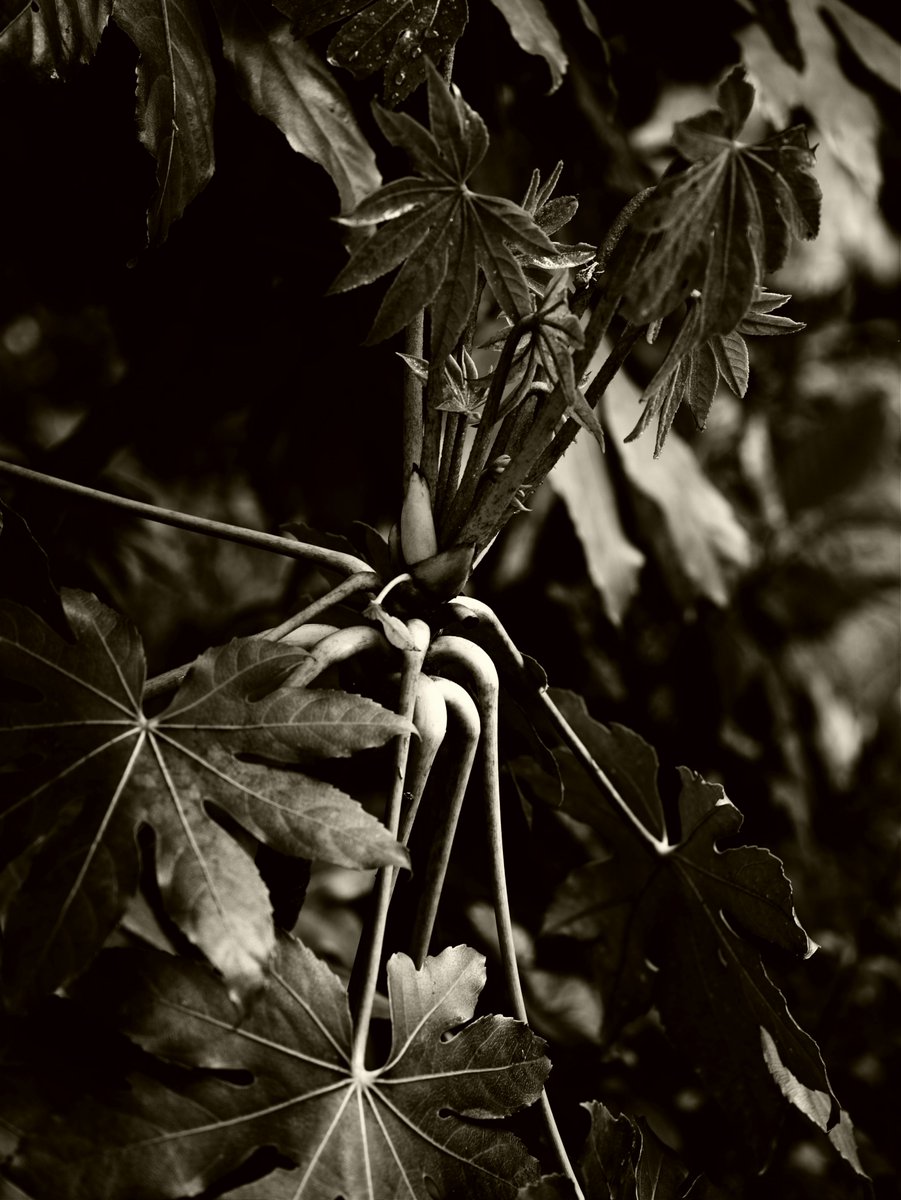 Leaf 葉 #photography #nature #NaturePhotography