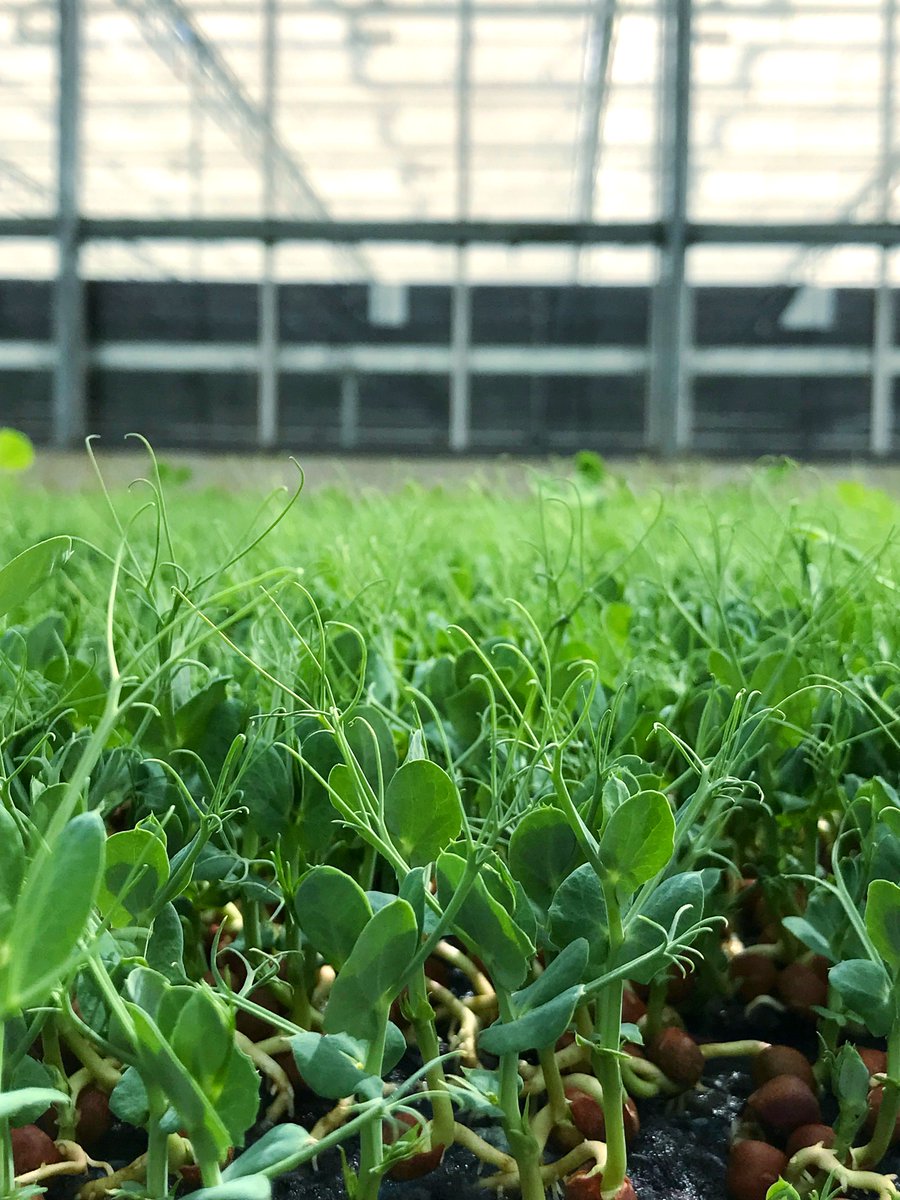 WestlandsUK's tweet photo. Tendril Pea Shoots: Fresh. Delicious. British-grown goodness. 😍
Get 'em in your basket.
#PeaShoots #BritishProduce #MicroLeaf https://t.co/d7vTpeDfRE