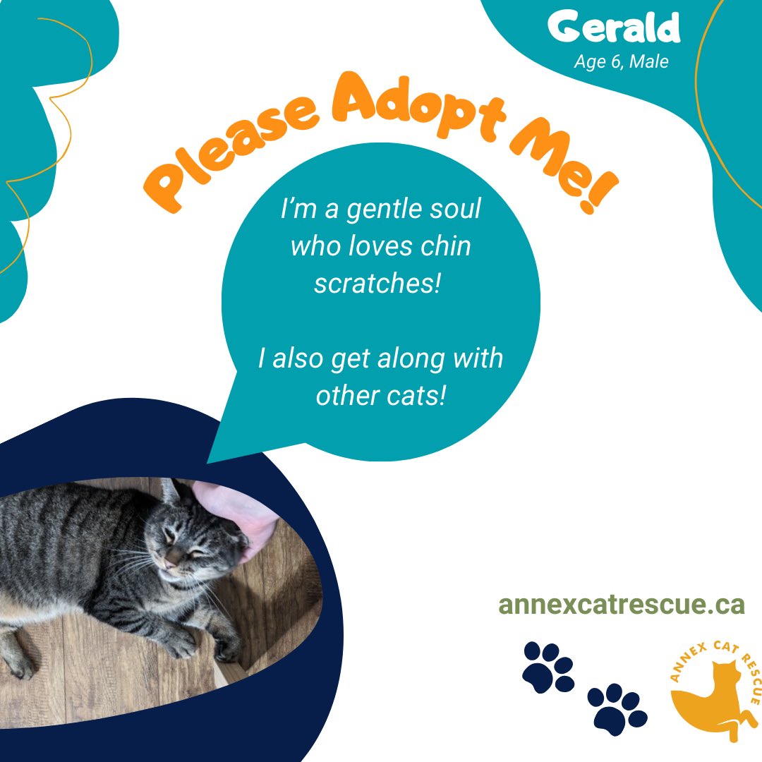 Gerald is the perfect companion cat! He’s gentle, affectionate, and sweet with other cats. He does need some patience, but with time he really starts to come out of his shell! You can check him out on our page: annexcatrescue.ca/adopt/adoptabl… #adoptables #rescuecats #cutecat #rescuecat