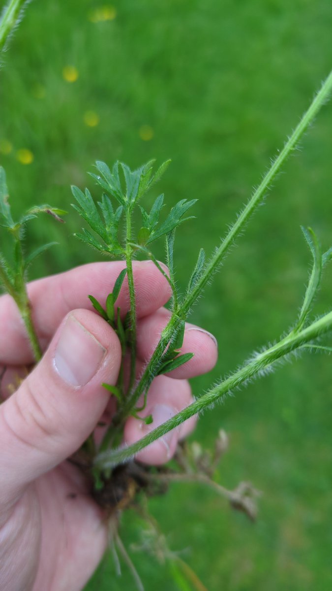 Bulbous Buttercup (Ranunculus bulbosus) showing the characteristic down turned sepals, and the corm or 'bulb' at the base. Good example to examine the leaves also for differences with other Buttercup species! @BSBI_Ireland @BSBIbotany