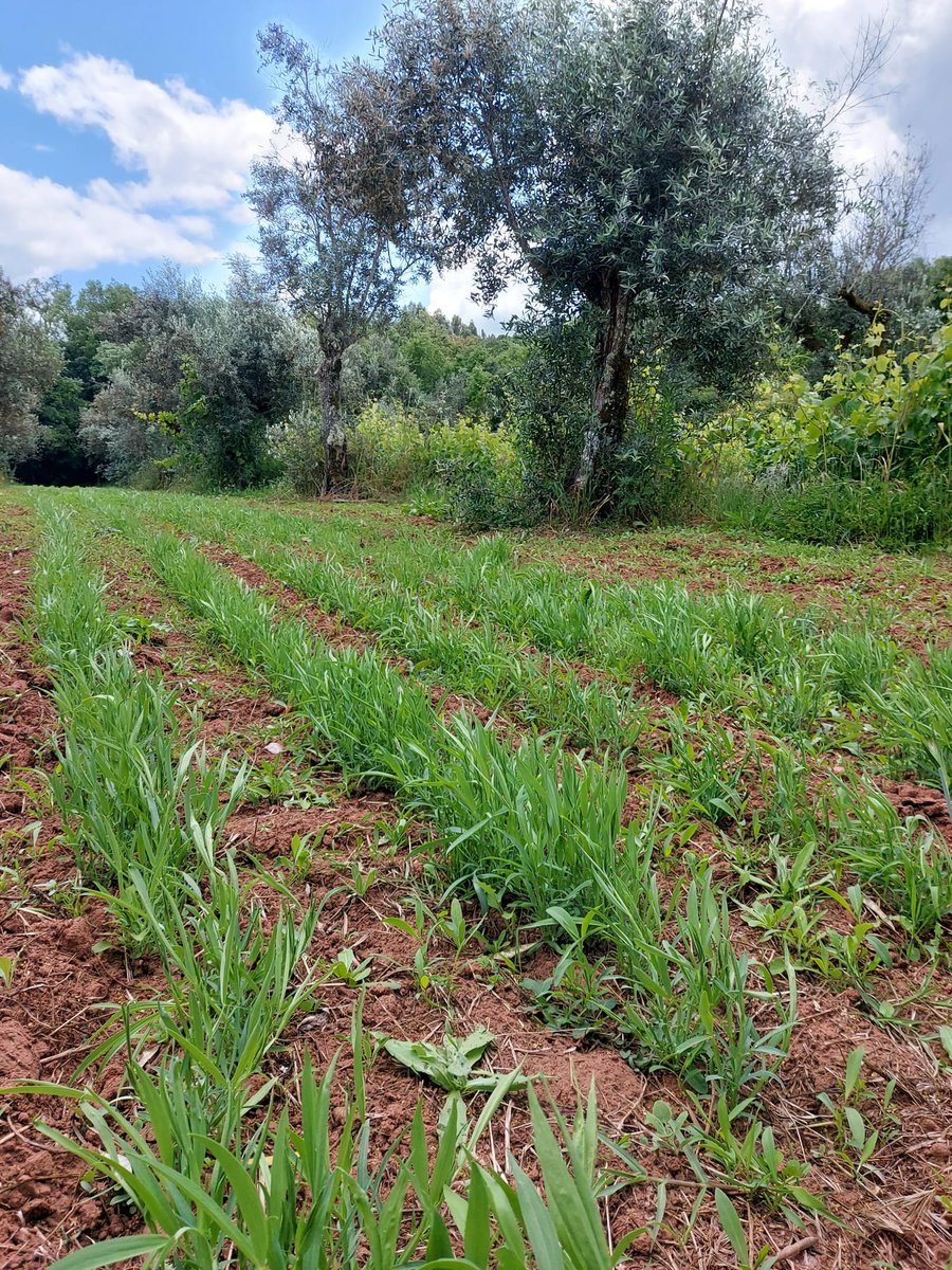 What a perfect day! Road trip🚙 from #Oeiras🏖️to #Alvaiázere🏞️, to visit the beautiful @DIVINFOOD participatory #grasspea field trials with @Anjali0404 visiting researcher from Índia!!! 🧑🏻‍🌾👩🏻‍🔬👩🏼‍💻👨🏽‍🌾 @greenit_bio4sus @itqbnova #ADECA