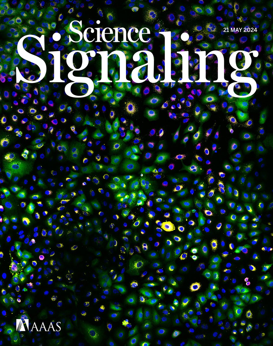 Granular “switches” enable mammalian cells to sense and respond to invading viruses, this week’s Editors’ Choice piece discusses findings on modulating GPCR functions with antibody fragments, and more in the new issue of #ScienceSignaling. scim.ag/72l