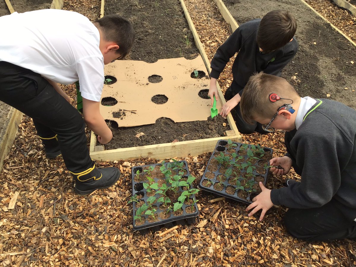 Linden Road Academy (@lindenroad) on Twitter photo Year 3 have been helping plant green beans in our polytunnels today, we can’t wait to watch them grow and eat them for dinner! <a href="/EnquireTrust/">The Enquire Learning Trust</a> #lindenscience #lindendt #lindenpersonaldevelopment Year 3 have been helping plant green beans in our polytunnels today, we can’t wait to watch them grow and eat them for dinner! <a href="/EnquireTrust/">The Enquire Learning Trust</a> #lindenscience #lindendt #lindenpersonaldevelopment