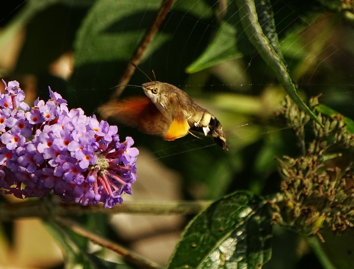 De #Kolibrievlinder hoort ook tot de familie van de #Pijlstaarten 
#meimotten
@maryvanderes