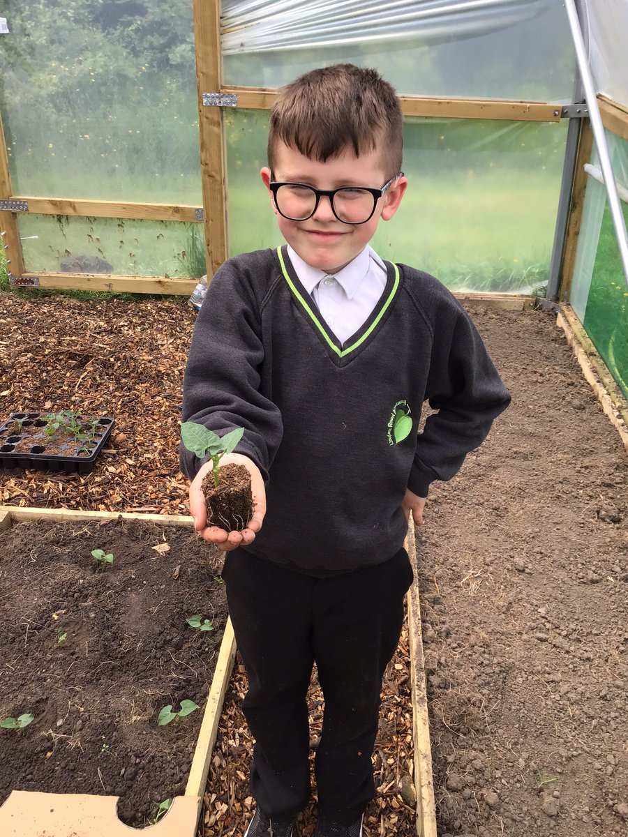 Linden Road Academy (@lindenroad) on Twitter photo Year 3 have been helping plant green beans in our polytunnels today, we can’t wait to watch them grow and eat them for dinner! <a href="/EnquireTrust/">The Enquire Learning Trust</a> #lindenscience #lindendt #lindenpersonaldevelopment Year 3 have been helping plant green beans in our polytunnels today, we can’t wait to watch them grow and eat them for dinner! <a href="/EnquireTrust/">The Enquire Learning Trust</a> #lindenscience #lindendt #lindenpersonaldevelopment