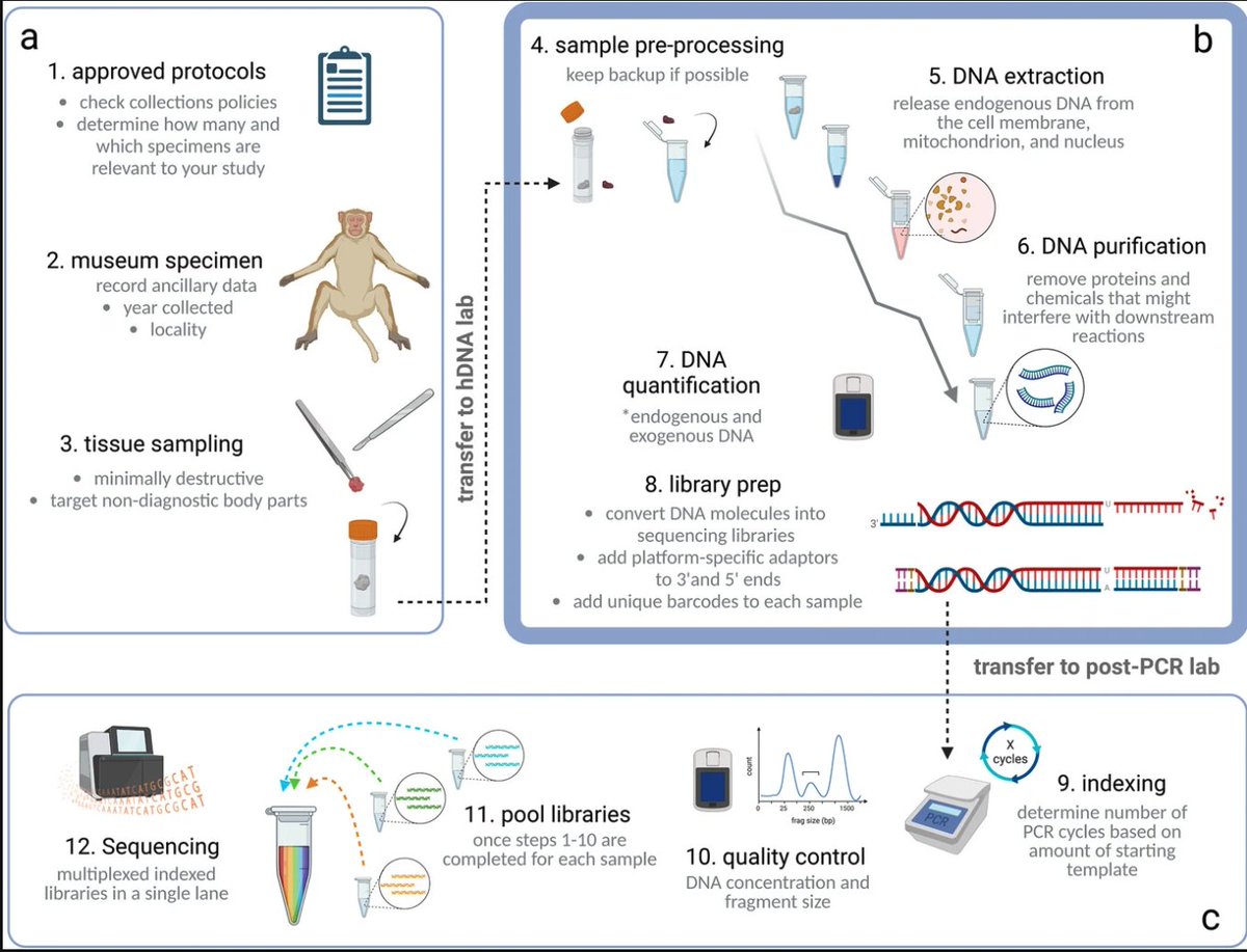 Luca Pozzi (he/him) ๐ณ๏ธโ๐ (@pozzilab) on Twitter photo ๐จ New paper led by <a href="/StrepsiPrimate/">Anna Penna</a> and coauthored by <a href="/marye_blair/">Mary E. Blair</a> @LoganKistler Hsiao-Lei Lui and <a href="/epeters_Rdch/">Elsa Peters</a> on the promises and challenges of using historical DNA to study galago evolution and conservation. <a href="/IntJPrimatology/">IntJPrimatology</a> link.springer.com/article/10.100โฆ ๐จ New paper led by <a href="/StrepsiPrimate/">Anna Penna</a> and coauthored by <a href="/marye_blair/">Mary E. Blair</a> @LoganKistler Hsiao-Lei Lui and <a href="/epeters_Rdch/">Elsa Peters</a> on the promises and challenges of using historical DNA to study galago evolution and conservation. <a href="/IntJPrimatology/">IntJPrimatology</a> link.springer.com/article/10.100โฆ