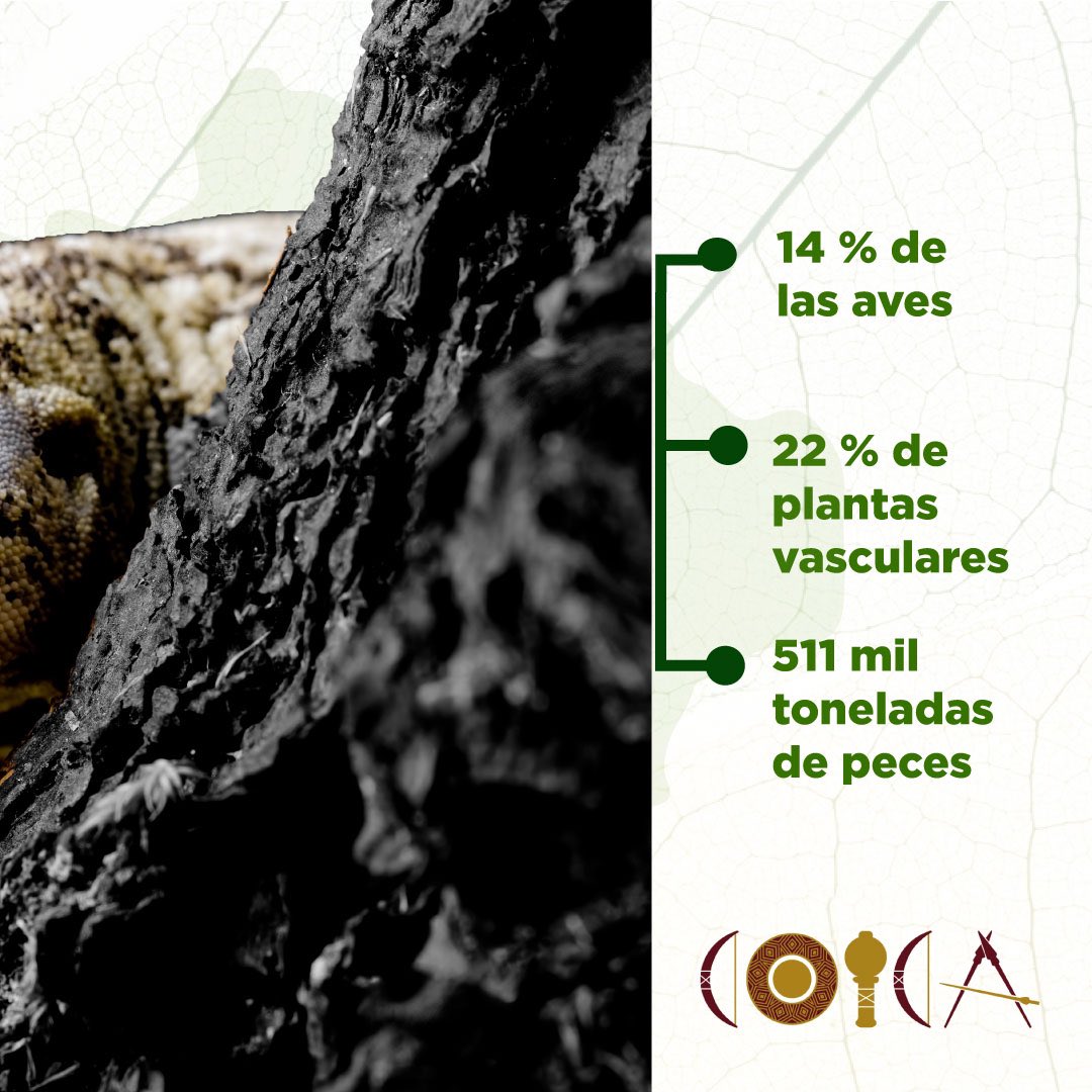 #mesdelabiodiversidad | Miles de vidas dependen de la protección de la Amazonía 🍃 Desde el ser mas pequeño, hasta el mas grande cumple un papel fundamental en el equilibrio de nuestro bioma 🙌🏽