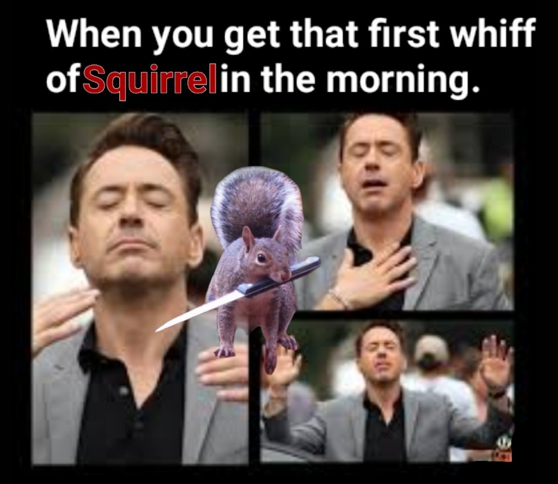 catzilla_x's tweet photo. when you get that first whiff of squirrel with knife.
@SWK_cro $SWK #squirrelwithknife #SWK #squirrelarmy #squirrel https://t.co/cKUwaH0Md9
