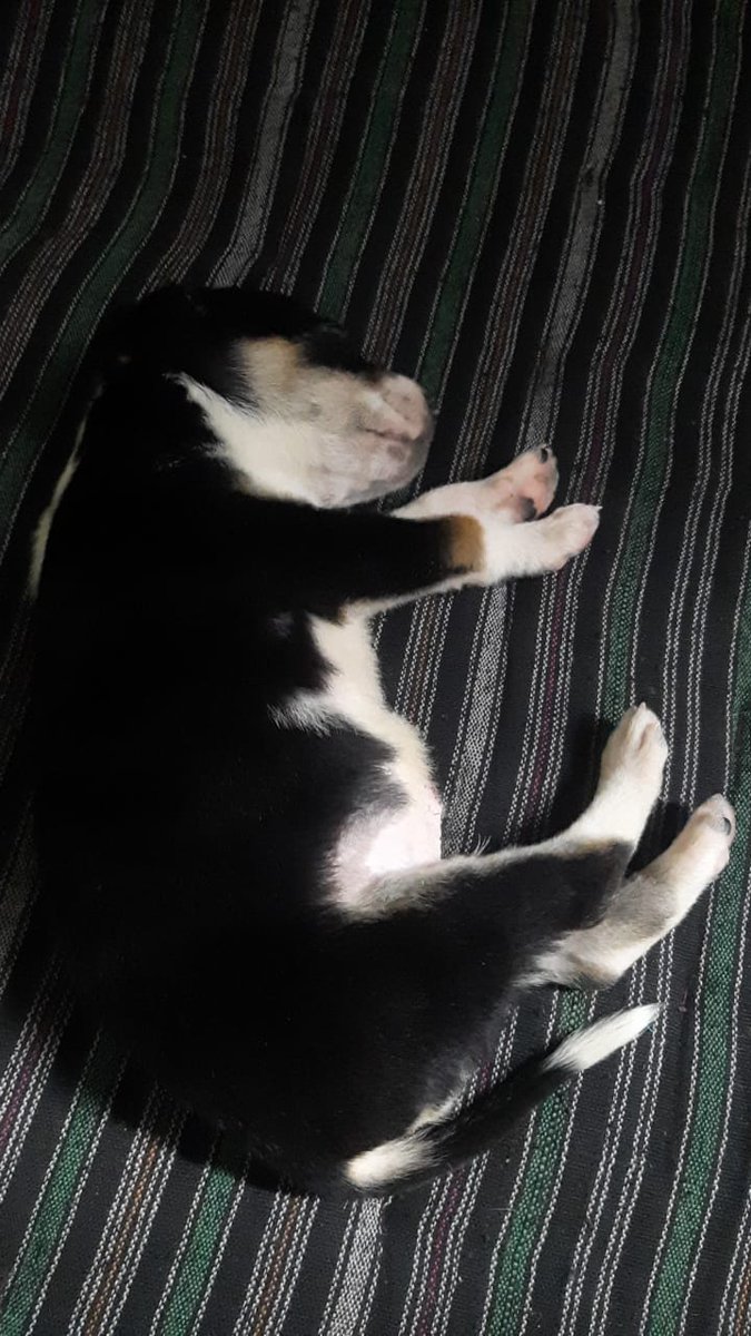 Need to your support for motherless male puppy adoption. 
actual we found two siblings puppies and one is adopted. Now need caring family for left one male puppy.
📞7303466135, Delhi 
Pls call caring family, if you want to save puppy life and adopt as like their own child.