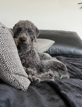 🆘19 MAY 2024 #Lost BELLE #ScanMe #Tagged YOUNG Blue (Grey) Lurcher Female Near John Knox’s Pulpit #Kinross #Scotland #KY13 doglost.co.uk/dog-blog.php?d…