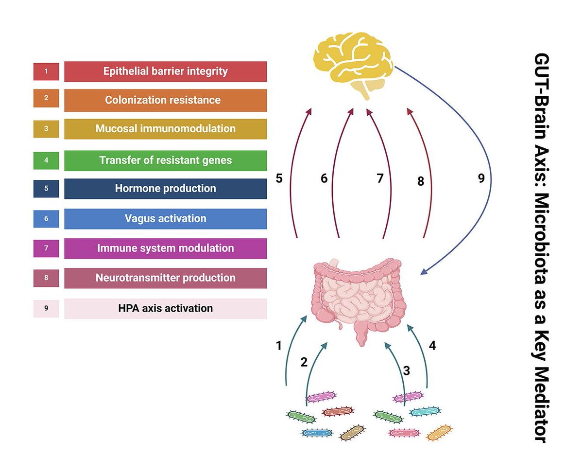 •#Gut #microbiota contributes to the pathogenesis of #multiplesclerosis.
•#Probiotic supplementation has a positive impact on #immune and inflammatory responses.
•The engineered probiotics is being explored as a therapeutic strategy for MS.
sciencedirect.com/science/articl…