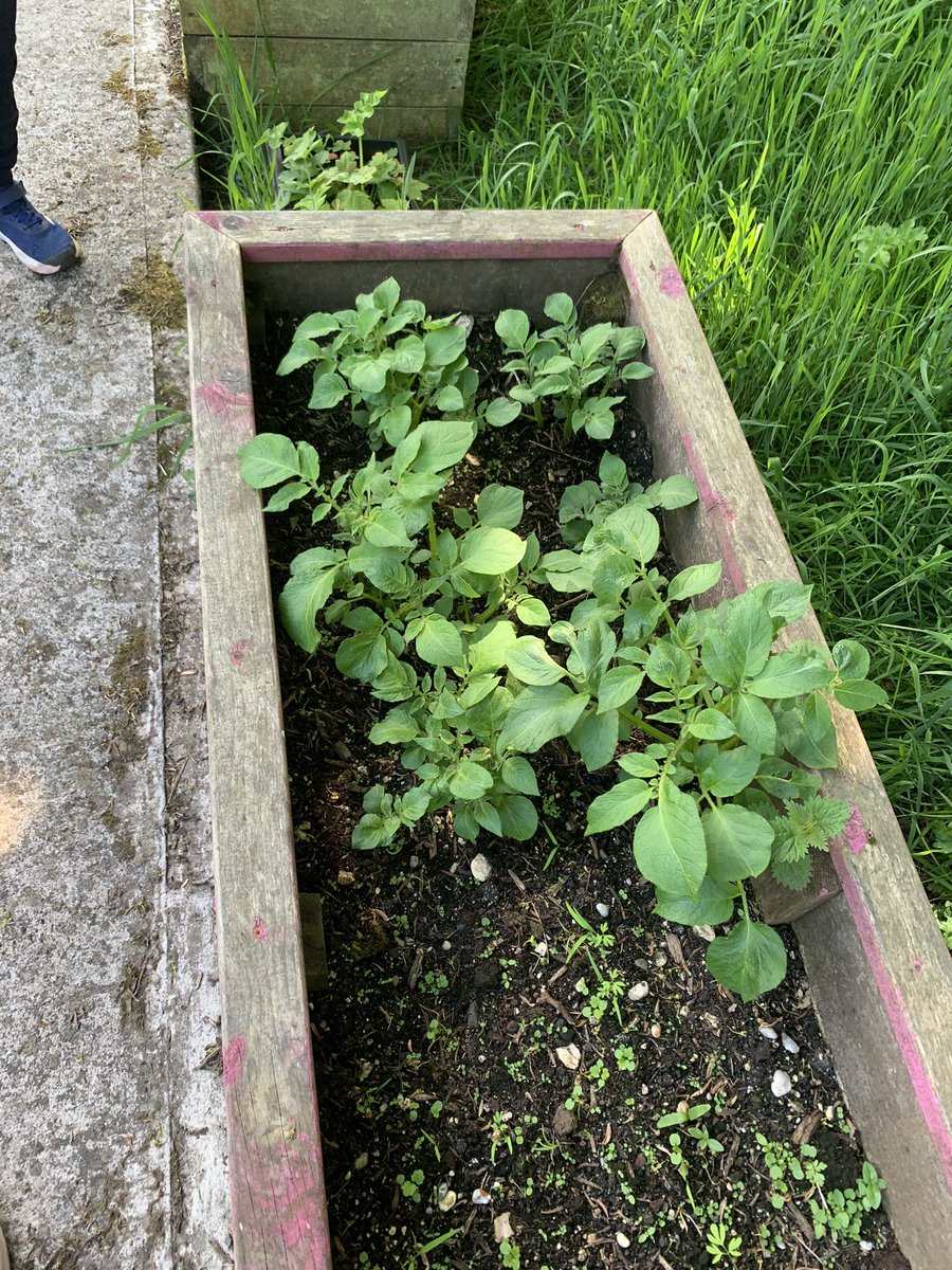 Our garden crops are starting to bloom nicely. Yum yum!