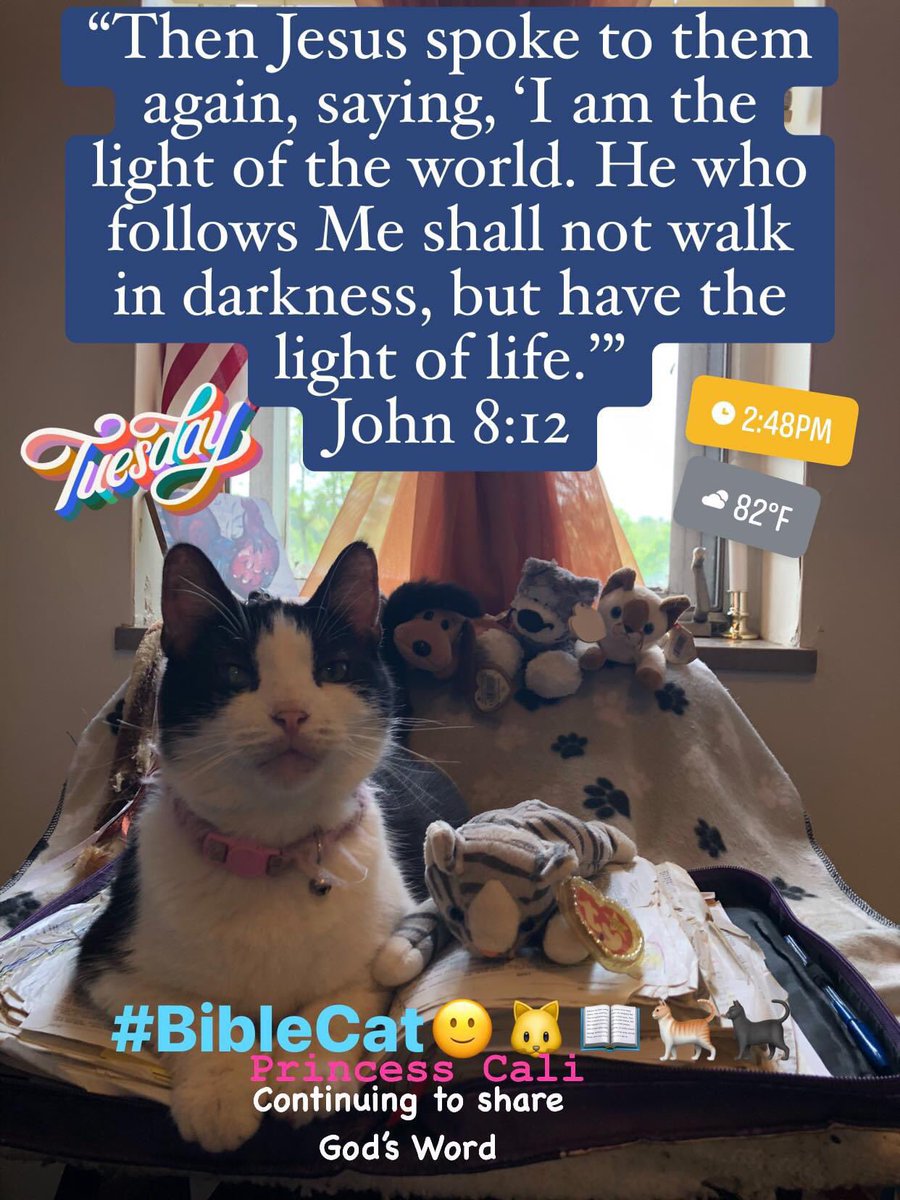 BibleCat✝️📖🐱🐈
#BibleCat
#JesusLovesYou