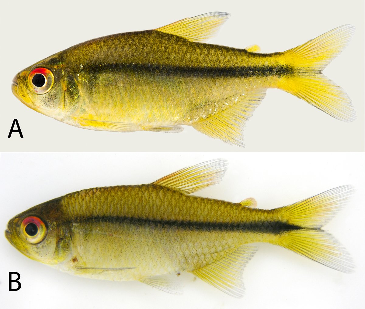 FishInTheNews's tweet image. #NewSpeciesAlert - #𝐻𝑦𝑝ℎ𝑒𝑠𝑠𝑜𝑏𝑟𝑦𝑐𝑜𝑛 𝑐𝑖𝑡𝑟𝑢𝑠, a lovely new #tetra from the Serra do Cachimbo, Brazil, an area with a high level of endemism, low spp. diversity &amp;amp; few taxa with broad dist. elsewhere in the rest of the Amazon. #Characidae
🔓 bit.ly/3V9TIka