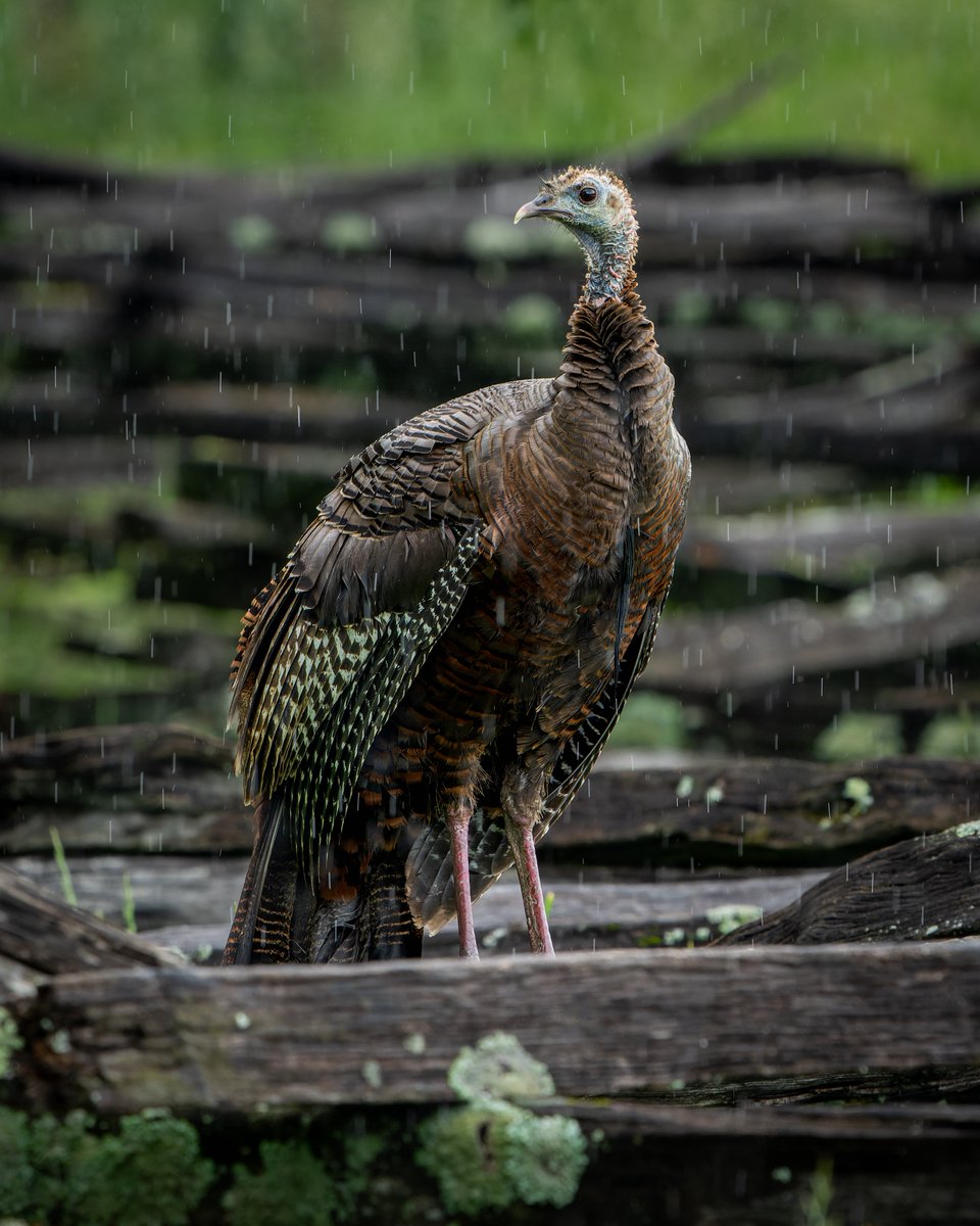 Wild Turkey in the rain... Great Smoky Mountains NP, USA #photography #naturephotography #wildlifephotography #thelittlethings