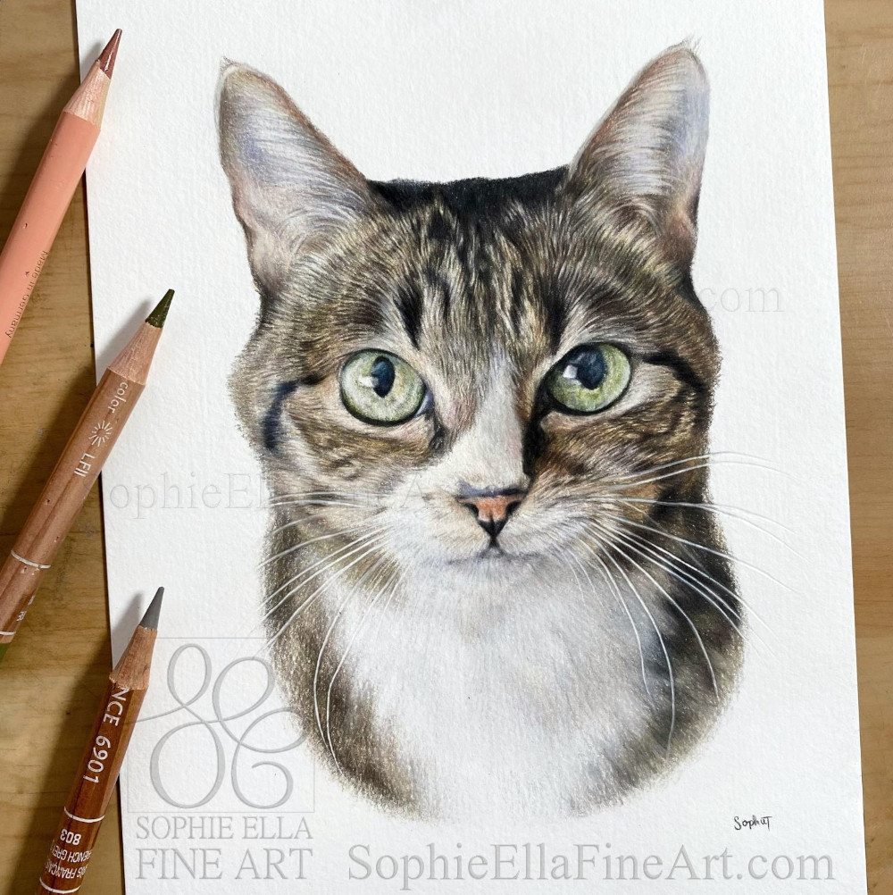SophieEllaArt's tweet photo. The last of the four cat portraits is Lola 💛 it was so lovely to draw lots of cats as I usually get more dog commissions! https://t.co/oJlHBB5p0C 
#giftidea #tabbycat #giftideas #catdrawing #catportrait #petdrawing #petportrait #petportraitartist #catcommission https://t.co/Vu72xI5Wlt