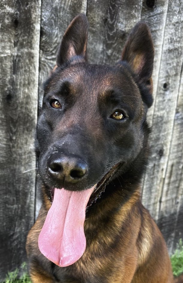 🔴TEAM WORK🔴
PC Elkington, K9 Kaos, Air#1 & Tactical Support Officers teamed up to locate an Impaired Driver who fled from a crash. With Kaos closing in on the “Fence Jumping” Perp, the Perp eventually ran out of real estate and wisely surrendered to Tactical Officers. 
#K9