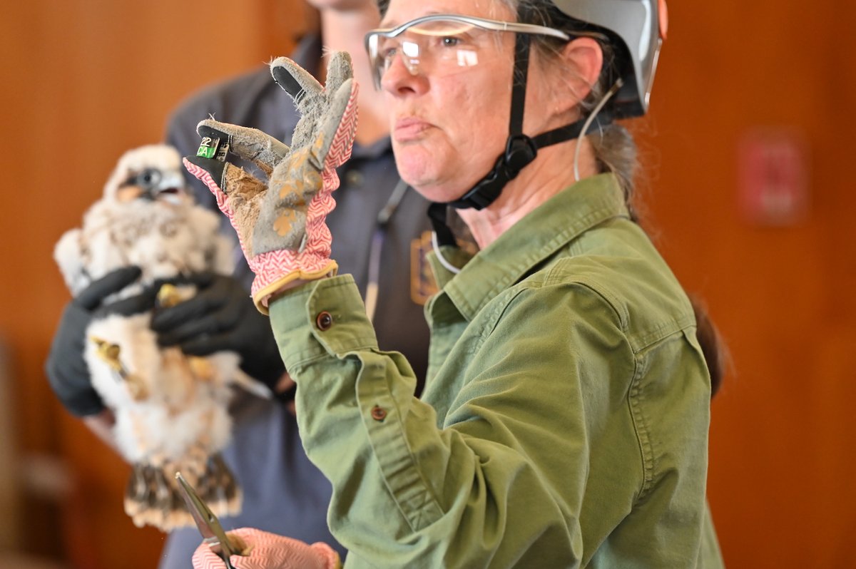Happy Banding Day to our newest peregrine falcons! The two falcon chicks, who were born in the Cathedral nest on #EarthDay, were tagged with unique bracelets that allow researchers and conservationists to track them across their lives.