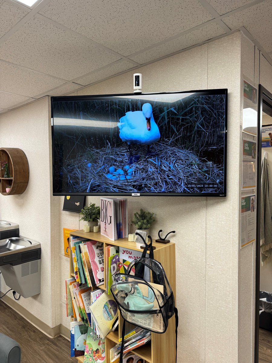 CYGNETS INCOMING 🦢🐥 The swan cygnets are due to hatch soon and the children at this North Carolina elementary school can't wait for baby swans🐣 👀Staff have tuned the screen in the school lobby to my livestream 🦢📺Where will you be watching from? 👇robertefuller.com/live-cameras-s…