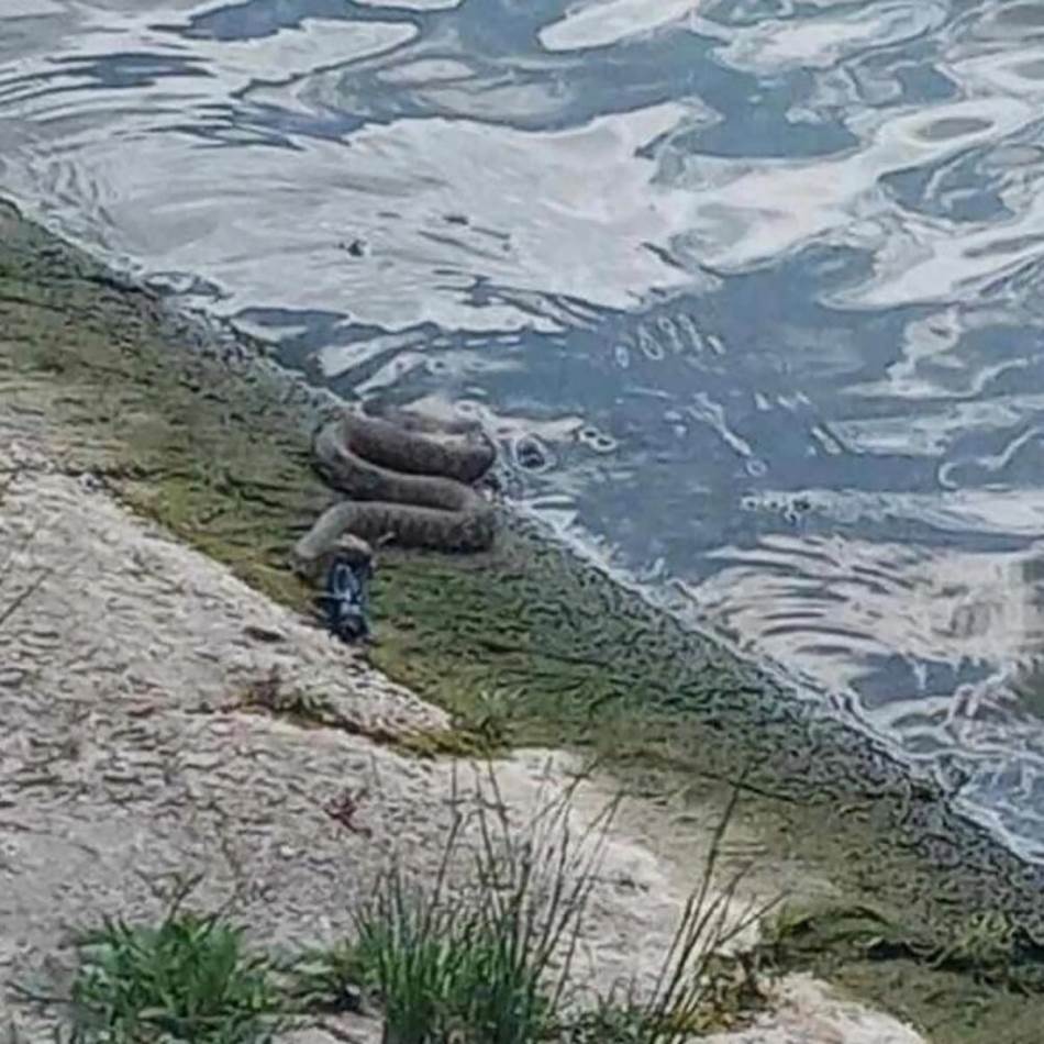 FikoR87's tweet photo. "Anakonda u Tamišu" https://t.co/W6jQ1gnk5n