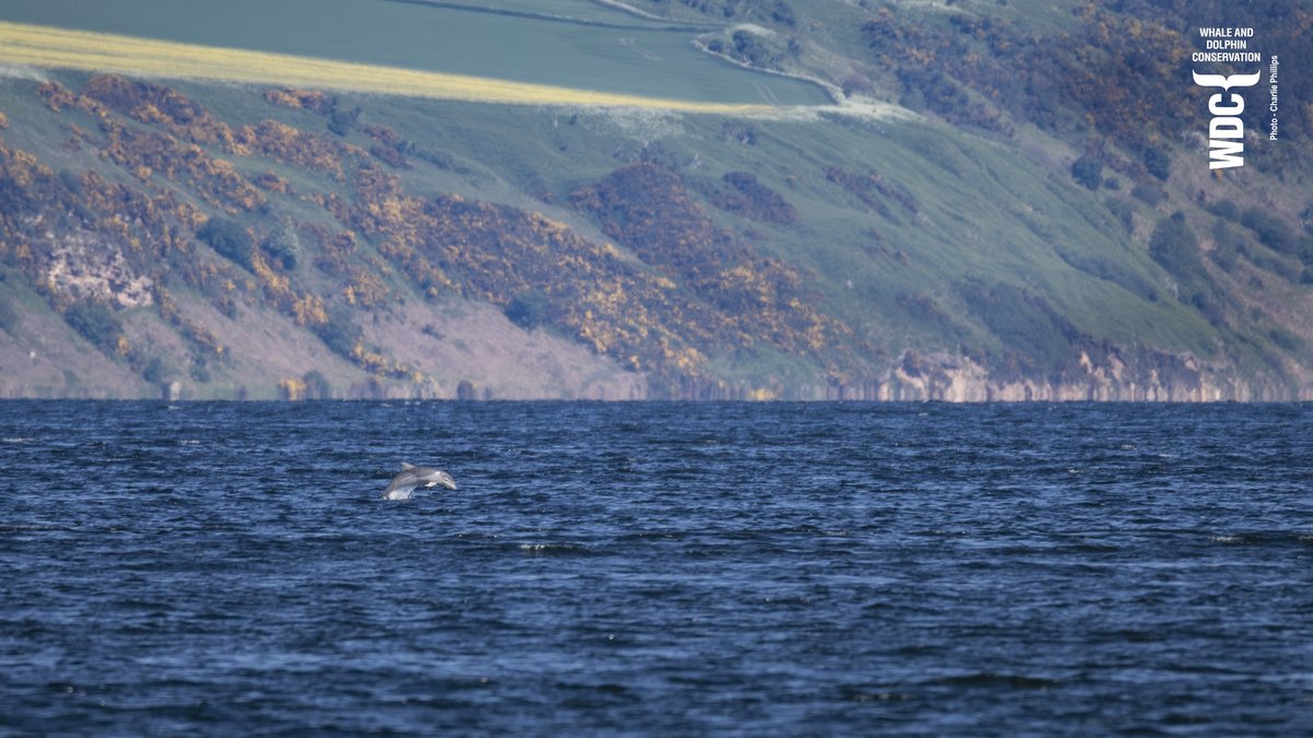 Small #dolphin - big sea. Bonnies youngster having a great time away out in the Chanonry Narrows today, over a kilometre from where I was standing at Chanonry Point. The new @CanonUKandIE RF 200-800 zoom + #R5 body handling that distance with consummate ease...