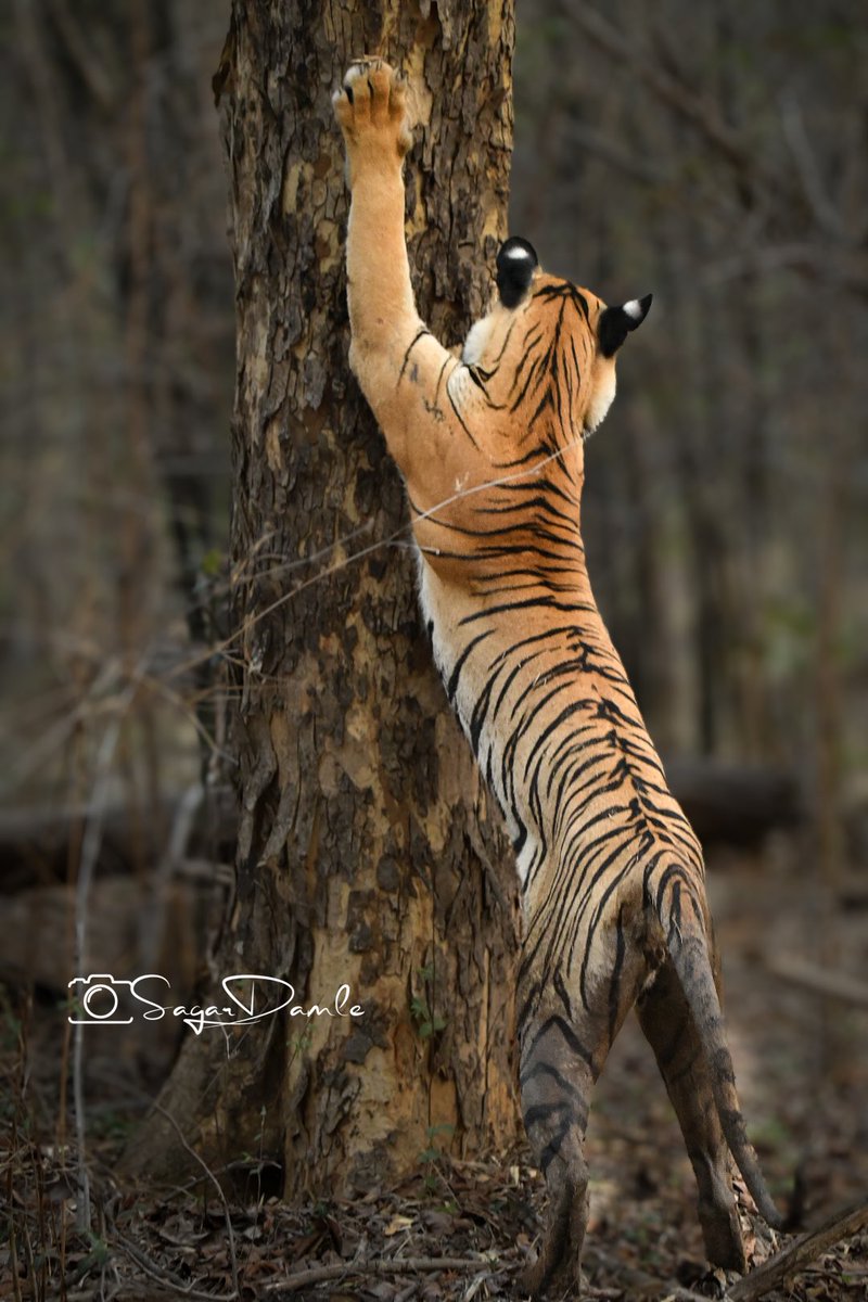 Our #PixelStripes tour of Tadoba got Collarwali’s daughter- Urmila(U- Mark on her cheek) we named her 🤣. We also sighted Shambhu at almost touching distance :-) #BeWildLiveWild