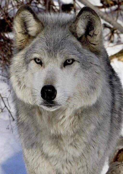 WOLF LOVERS (@wolfrescues22) on Twitter photo 2024-05-21 14:30:35