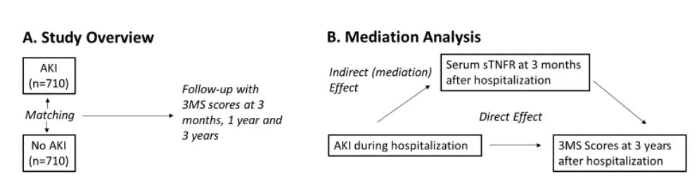 Does cognitive decline occurs after AKI? This study found AKI was associated with lower 3MS scores and sTNFR-1 concentrations appeared to mediate a significant proportion of the risk of long-term cognitive impairment bit.ly/CJASN0473 @AlpIkizler