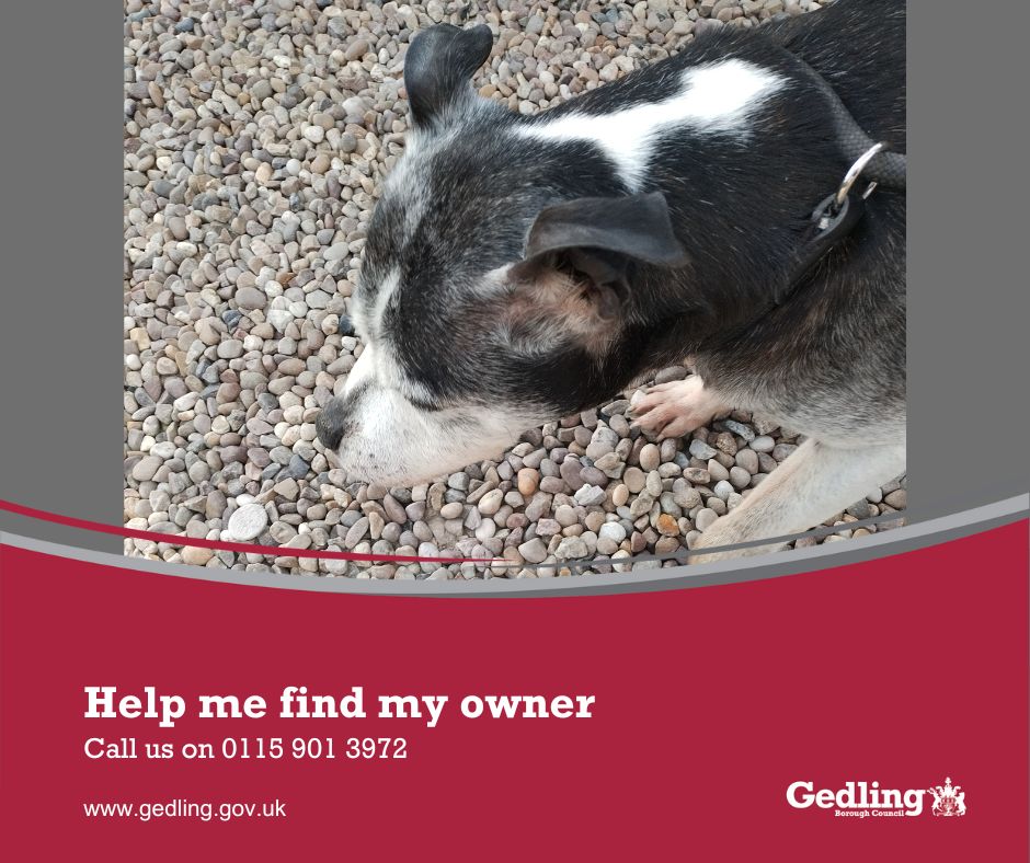 Can you help us to reunite this dog with his owner? He was found in Bestwood Village on Saturday 18th May. Call 0115 901 3972 if you can help and let's get him home.
