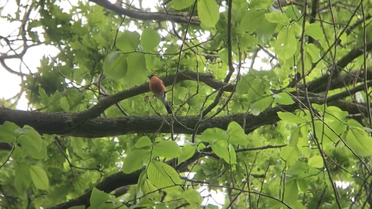 Bit of birding while working today- nice bird box full of Blue tit young (and parent ), then found a new active Great Spotted Woodpecker nest , finished off the day with a singing Bullfinch ( my favourite British bird)which I watched feed !👌#NorwichBirds #BirdingWhileWorking