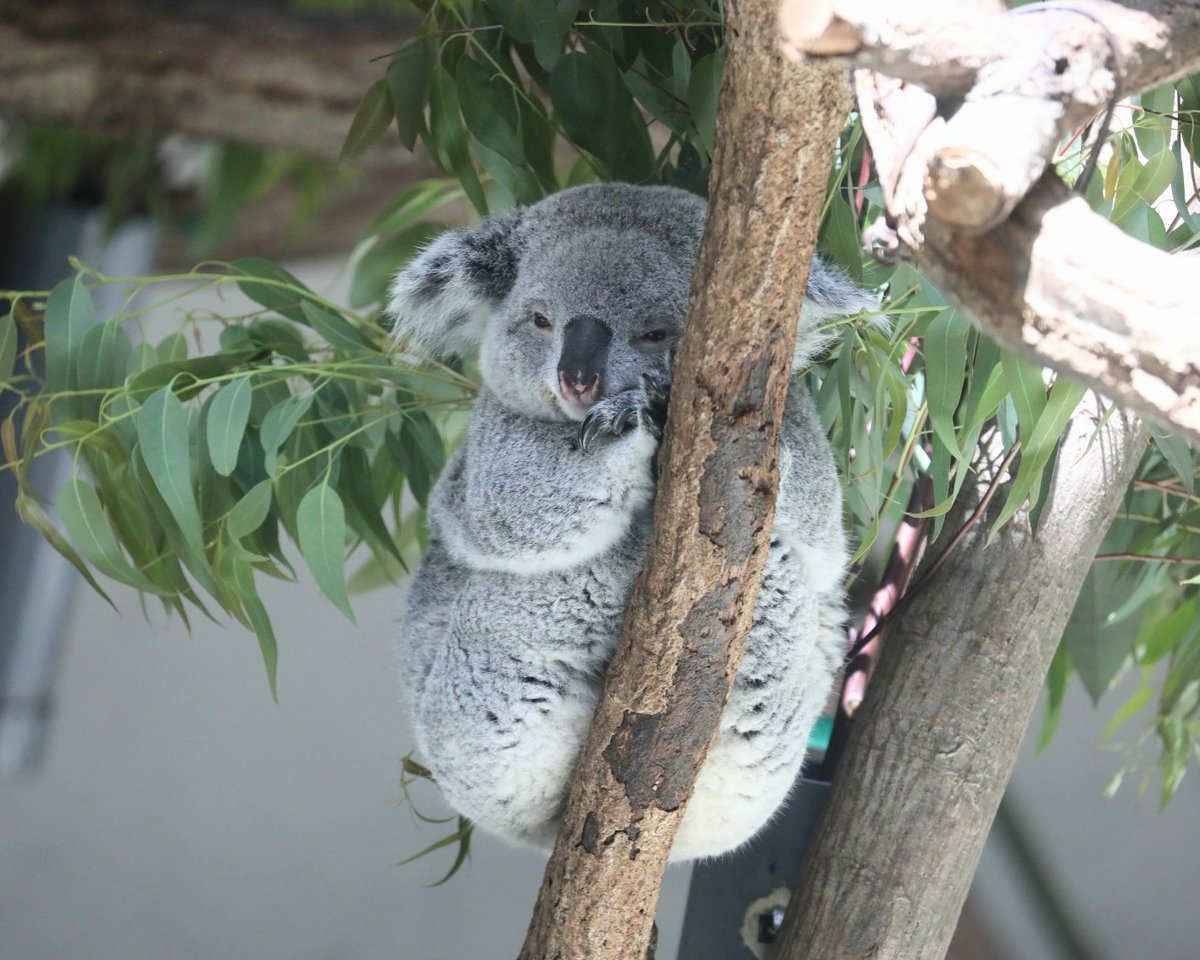 真ん丸 あずまちゃんで
お休みなさい～🐨💤

#多摩動物公園　#コアラ