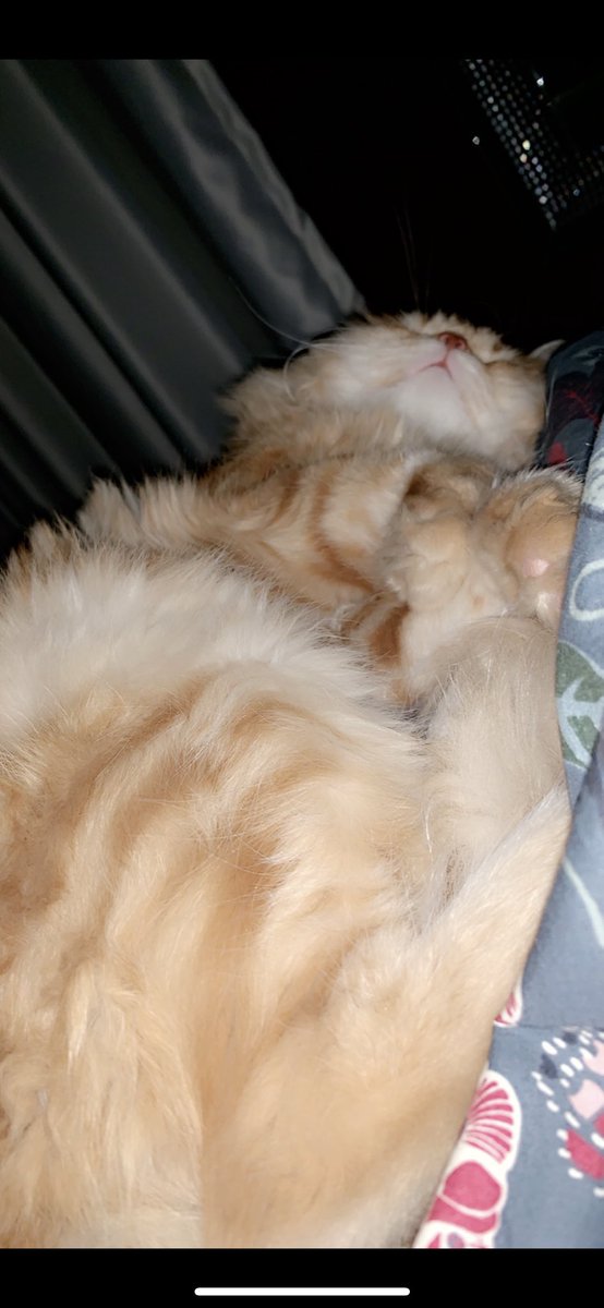 maybeitsaml's tweet photo. مات وهو تحت يد ترعاه بالرفق، وقلب ينبض بحبه Meow 🐈🩵 21/5 https://t.co/GgZrmoJXZK