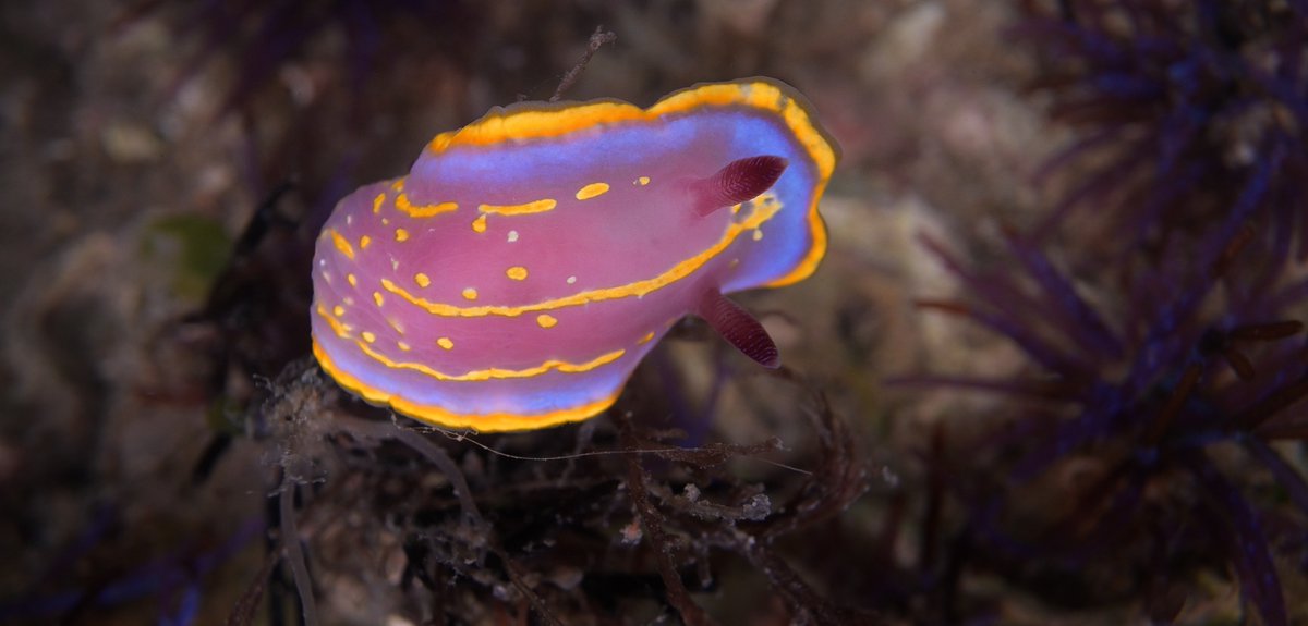 ▶️ Seguiu en directe a #GransDocumentals ‘El món viu 1: El litoral’ 🌱Descobreix des dels animals més petits fins als superdepredadors, des dels cucs de terra fins a les balenes, des de les fulles d'herba fins als arbres gegants. 📺 Ara a @la2_tve 📱 I a rtveplay.cat