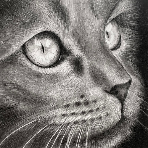 We're open today until 3pm! Visit us see what we have on display, like this 10'x10' charcoal and graphite draw 'Into the Wild' by Ashley Delaney! #localart #halifaxart #halifaxns #artgallery #artcollector #cat #graphite #drawing