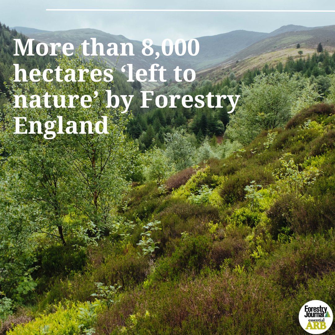 In a change to its forest management approach, Forestry England says it will leave 8,000 ha of its woodland to nature. But has insisted forestry will still be an integral part of its work. 

🔗forestryjournal.co.uk/news/24330987.…