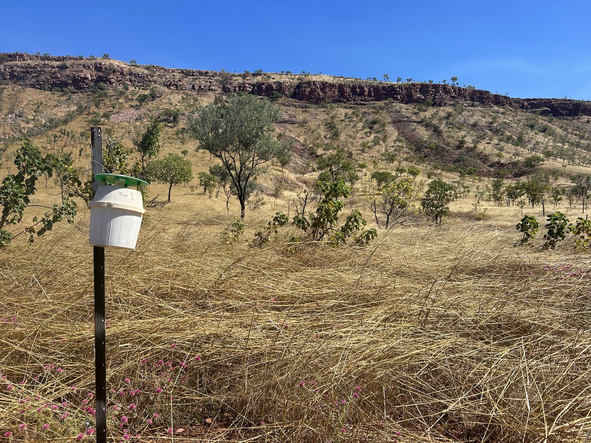 If only this moth trap could appreciate its spectacular view! #kimberley #clustercaterpillar <a href="/CottonResearch/">CRDC</a> <a href="/CottonInfoAust/">CottonInfo</a>
