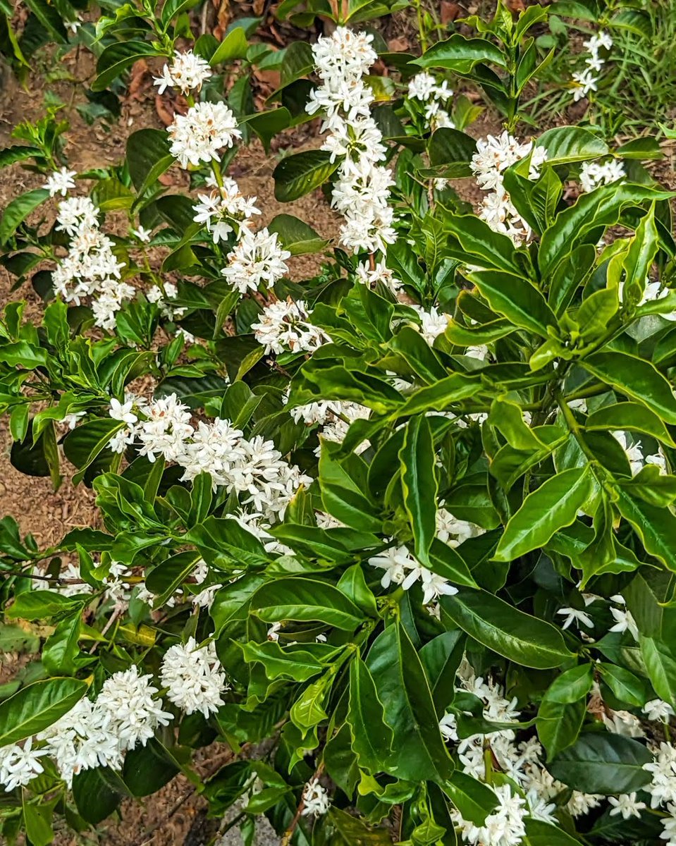 Ever experienced fragrant #coffee #flowers in full bloom? Flowering marks the start of a new production cycle, initiating post-harvest activities at the farm level. ☕️

📸: paraisocoffees via Instagram

#GuatemalanCoffees #GuatsNext #CoffeeProduction