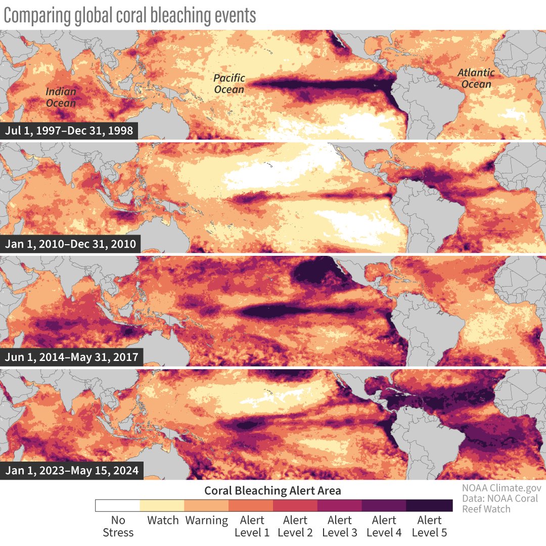 Last month <a href="/NOAA/">NOAA</a> confirmed that the world’s fourth global coral bleaching event on record was underway. 

See how the current event (which began last year) compares to the previous three events in terms of extent and severity. 

Read more: climate.gov/news-features/…