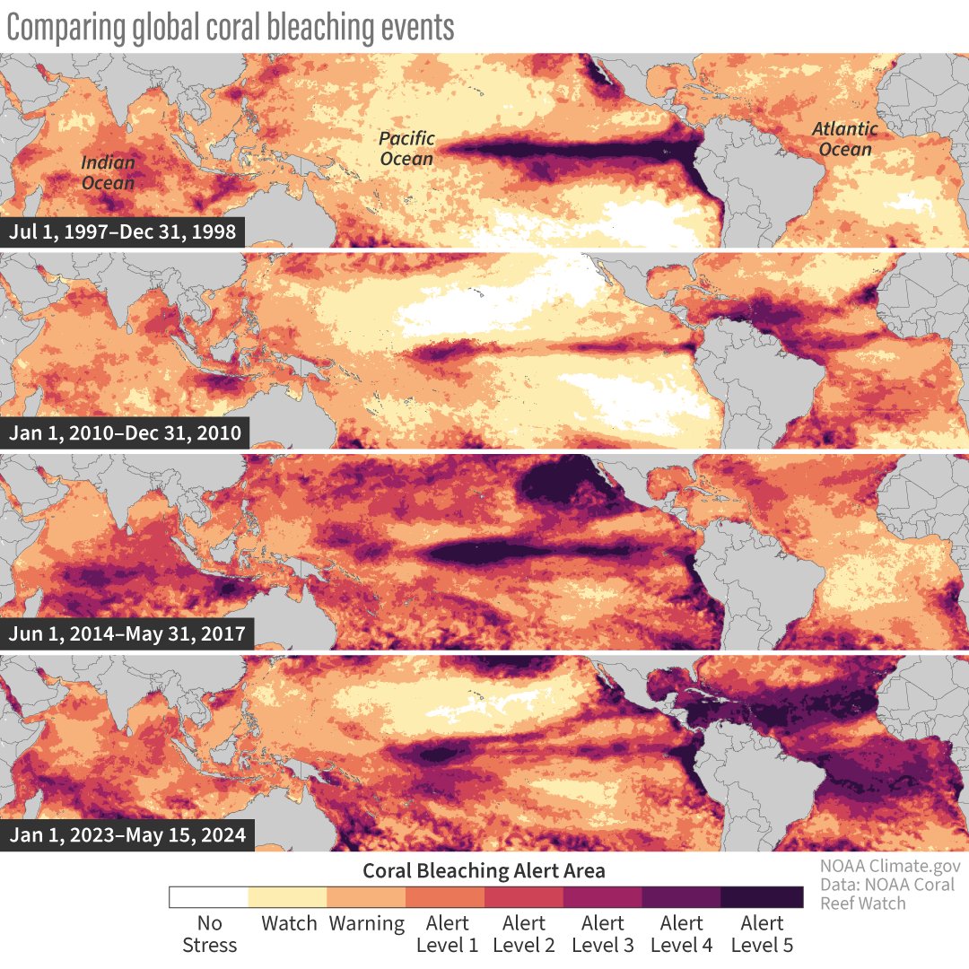 Last month @NOAA confirmed that the world’s fourth global coral bleaching event on record was underway. See how the current event (which began last year) compares to the previous three events in terms of extent and severity. Read more: climate.gov/news-features/…