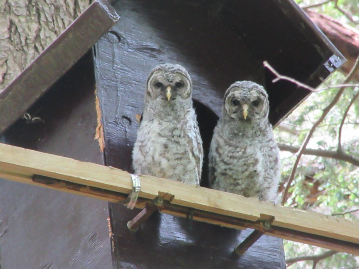 Safigirl17's tweet photo. A baby woodchuck and owlets.
#LoveNature #NHNature #Woodchuck #BarredOwl https://t.co/i5cn3F8bL1