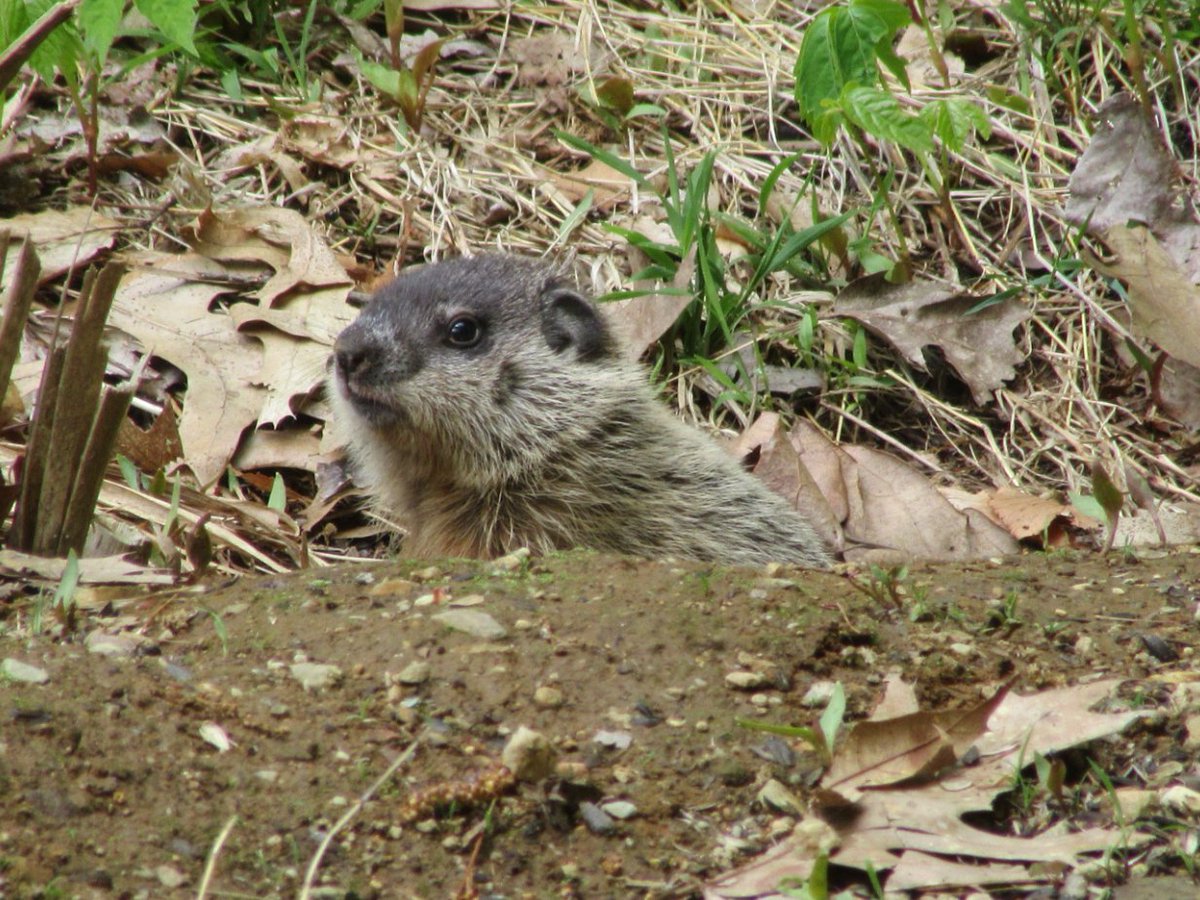 Safigirl17's tweet photo. A baby woodchuck and owlets.
#LoveNature #NHNature #Woodchuck #BarredOwl https://t.co/i5cn3F8bL1
